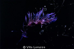 Nudibranchs - Cratena peregrina by Vito Lorusso 
